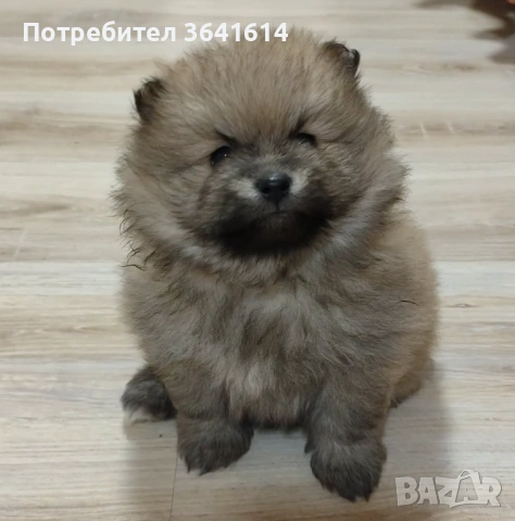 Продавам померан, снимка 4 - Померан - 53250988