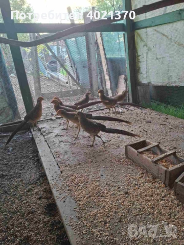 Фазани , снимка 7 - други­ - 52324349