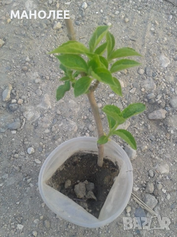 🍁🌼🪷Филаделфус🌼🎁🌞, снимка 3 - Градински цветя и растения - 53438569