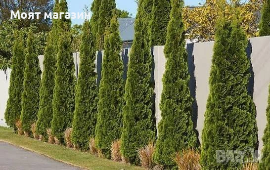 туя Фастигиата Thuja ‘Fastigiata’, снимка 6 - Градински цветя и растения - 53649924