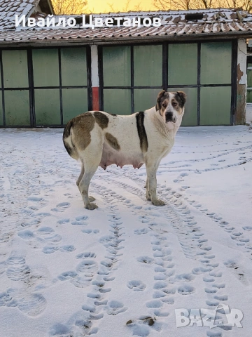 Алабай, снимка 5 - Средноазиатска овчарка - 53174361