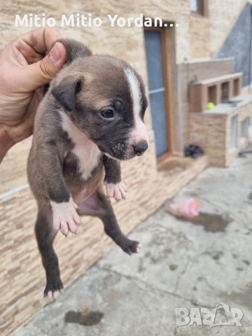 Продавам малки Американски питбула по на 30 дена, снимка 3 - Питбул - 53472374