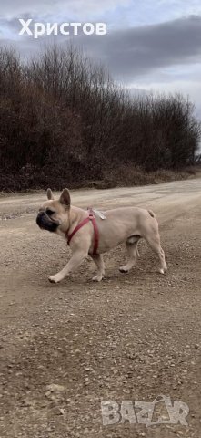 Мъжки френски булдог за разплод, снимка 4 - Френски булдог - 39487066