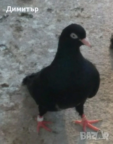 Чифт закъртени гълъби , снимка 2 - Гълъби - 51623751