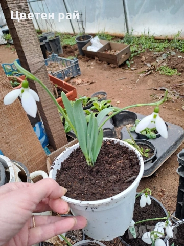 Кокичета в саксия , снимка 4 - Градински цветя и растения - 53455316