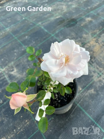 рози , снимка 10 - Градински цветя и растения - 50330660