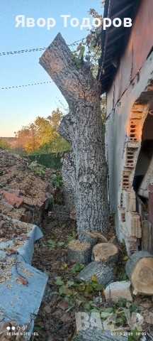 Орехов материал 