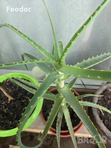 Дървовидно алое (Aloe arborescens)