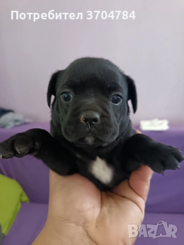 Продавам френски булдочета , снимка 3 - Френски булдог - 53733195