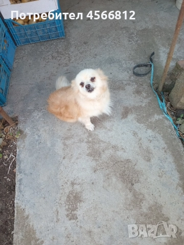 Немски шпиц , снимка 2 - Немски шпиц - 51460822