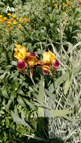 Продавам луковици на цветя Ирис, снимка 9 - Разсади - 35672585