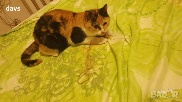 Приемен / постоянен Дом за трицветна принцеса, снимка 17 - Други - 53331402