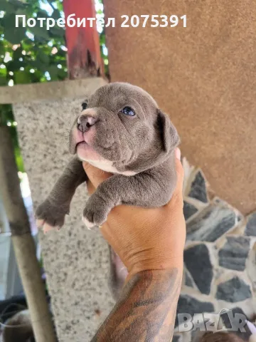 Американско були покет  American bully , снимка 4 - Питбул - 55752145