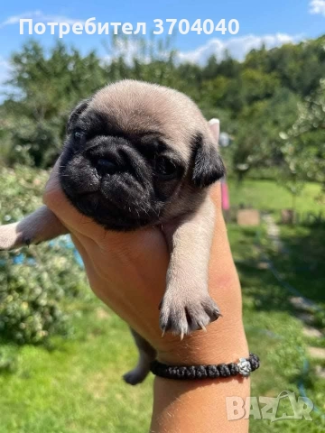 бебе мопс търси любящо семейство, снимка 3 - Други животни - 52955485