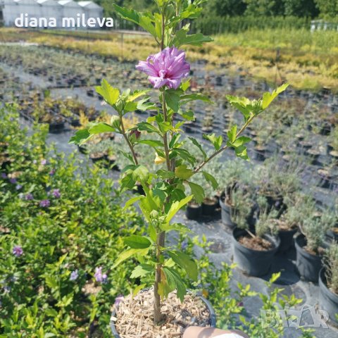 Дървовидна Ружа, Hibiscus syriacus, бял и лилав, снимка 6 - Градински цветя и растения - 41482726