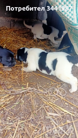 Каракачанки кучета , снимка 3 - Каракачанска овчарка - 52374828