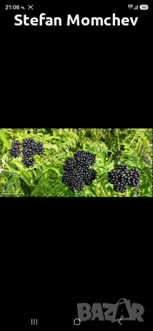 Сироп от черен бъзак