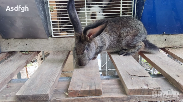 Зайци Калифорнийски зайци, снимка 8 - За гризачи - 51627208