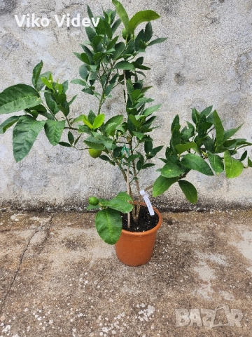 лайм, снимка 1