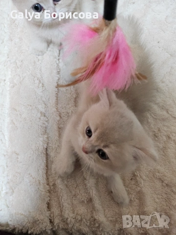 Родословни Британски котета  промоционолна цена за 8 март, деня на жената!, снимка 3 - Британска късокосместа - 53502654