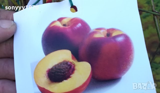 НЕКТАРИНА-ДРЪВЧЕ ЗА ЗАСАЖДАНЕ 2М 1802241111