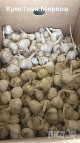 Чесън, снимка 1