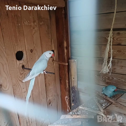 свобадни, снимка 9 - Папагали - 52853845