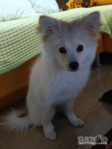 померан -шпиц, снимка 3 - Шпиц - 53286016