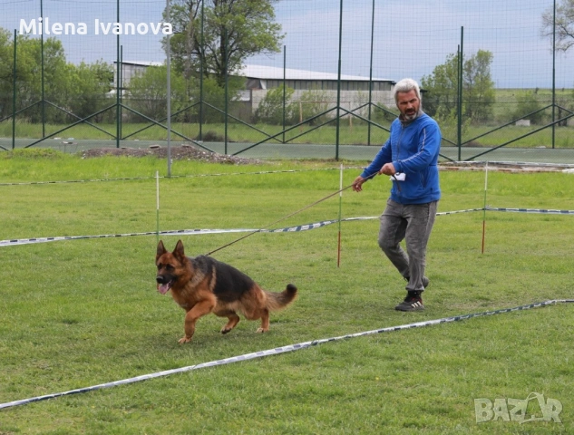Малки немски овчарки от развъдник , снимка 13 - Немска овчарка - 53678555