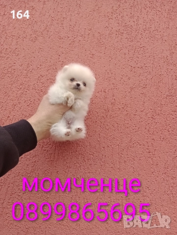 Померан. Мини момченце. Снимки от 23.12.25 г. , снимка 4 - Померан - 52885649