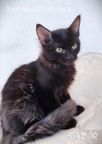 Таласъмчо търси любящи стопани и семейство, снимка 3 - Други - 52776678