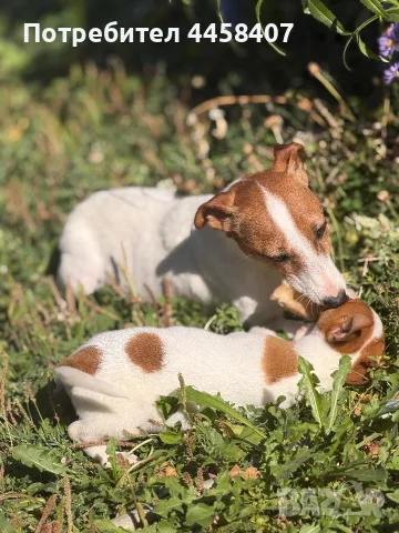 🐶 Продава се чистокръвен Джак Ръсел ❤️, снимка 6 - Джак ръсел териер - 56226393