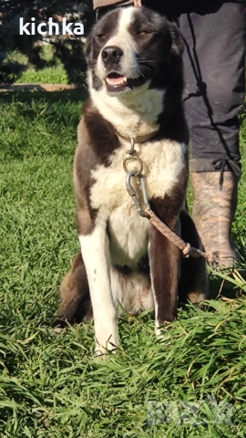 Средноазиатска овчарка - Алабай, снимка 4 - Средноазиатска овчарка - 52775561