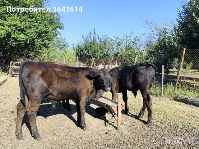 Продавам телета, снимка 3 - Крави - 55772797