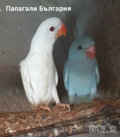 Ръчно хранени малки Александри 