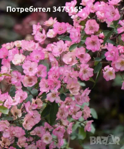 увивна роза Alden Biesen -розова