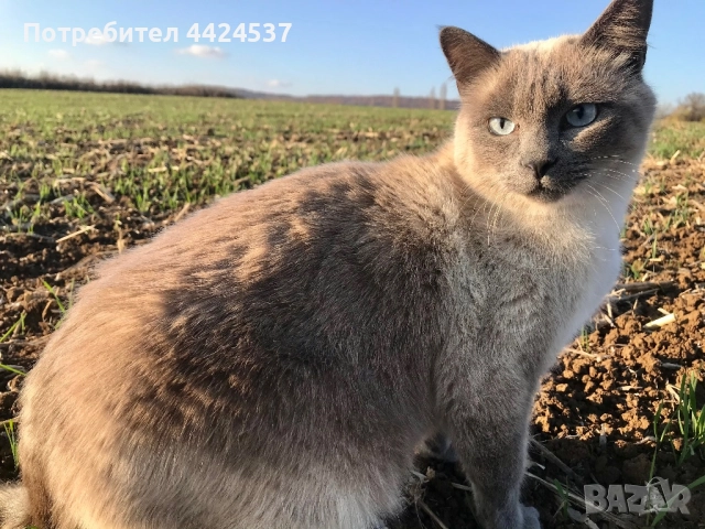 Бирмански сиамски котарак, снимка 3 - Сиамска - 52209089