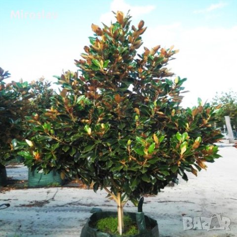 Магнолия Грандифлора (Вечнозелена), снимка 5 - Градински цветя и растения - 41378647