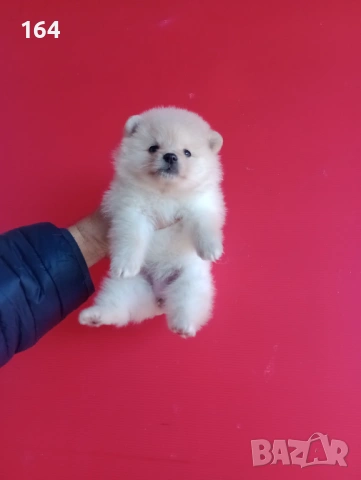 Прекрасен избор на Померанчета. Мъжки и женски Померани. Реални снимки от 12.01.26 г., снимка 3 - Померан - 53027724