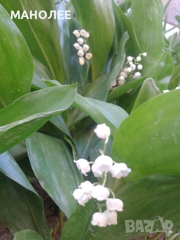 МОМИНА СЪЛЗА