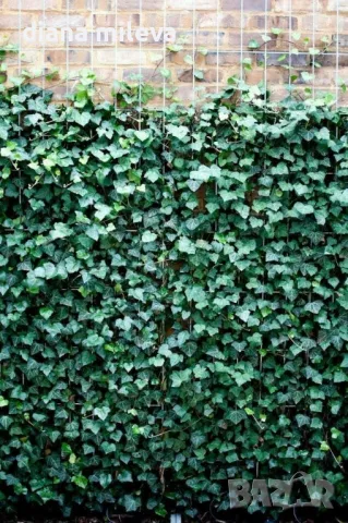 Обикновен бръшлян (hedera helix), студоустойчив, снимка 4 - Градински цветя и растения - 48092539