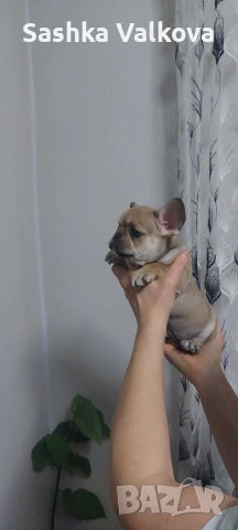 Френски булдочета за продан!, снимка 3 - Френски булдог - 53263899