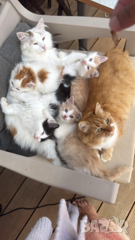 Домашни Полу-Ангорски Котенца + Доставка 60лв