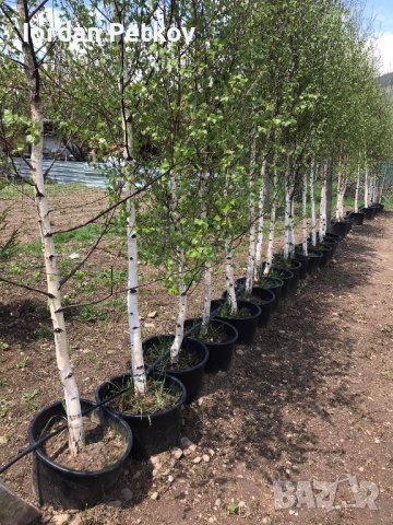 Бяла бреза / Betula pendula 