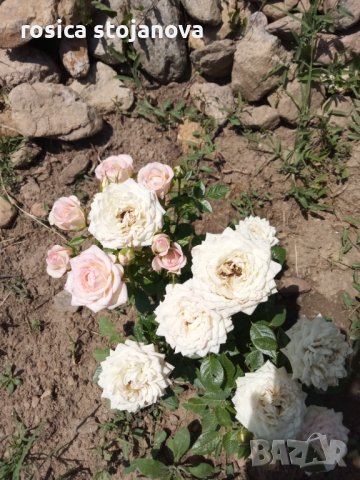 Мини роза, снимка 4 - Градински цветя и растения - 40476902