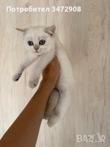 Британская златна коларпоинт, снимка 1