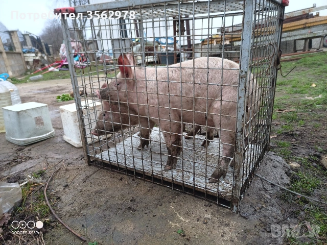 прасенца , снимка 8 - Прасета - 52020221