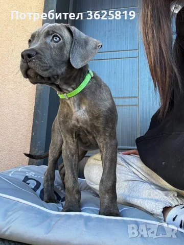 Кане Корсо - Cane Corso кученца, снимка 7 - Кане корсо - 55834113