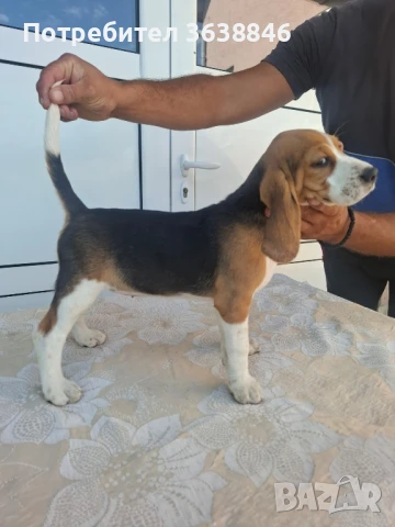 Бигъл, снимка 7 - Бигъл - 51015013
