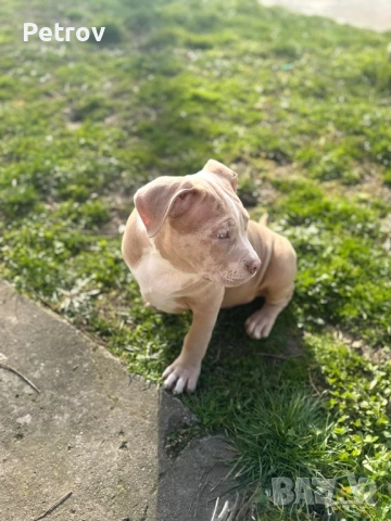 Американско були , снимка 4 - Питбул - 53690899